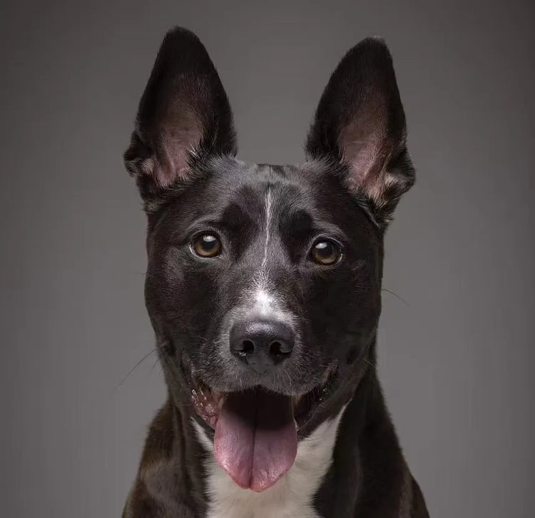 Dumbo the cute dog with pointy ears, a proud member of the Petailor custom pet portrait community.