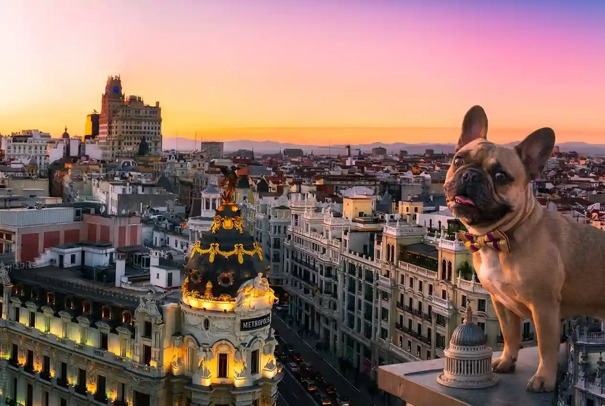 A stylish French Bulldog wearing a bowtie overlooking the beautiful Madrid skyline at sunset. Petailor, founded in Madrid, creates bespoke personalized pet products and custom gifts for the world.