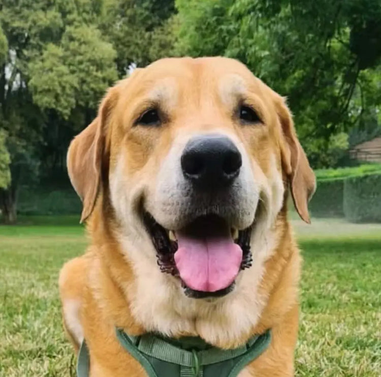 Ace the happy dog from the Petailor community