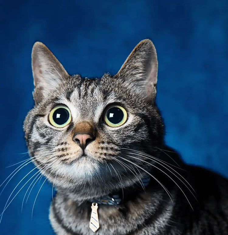 Kiko the adorable tabby cat with big eyes, featured in the Petailor gallery for personalized cat gifts.