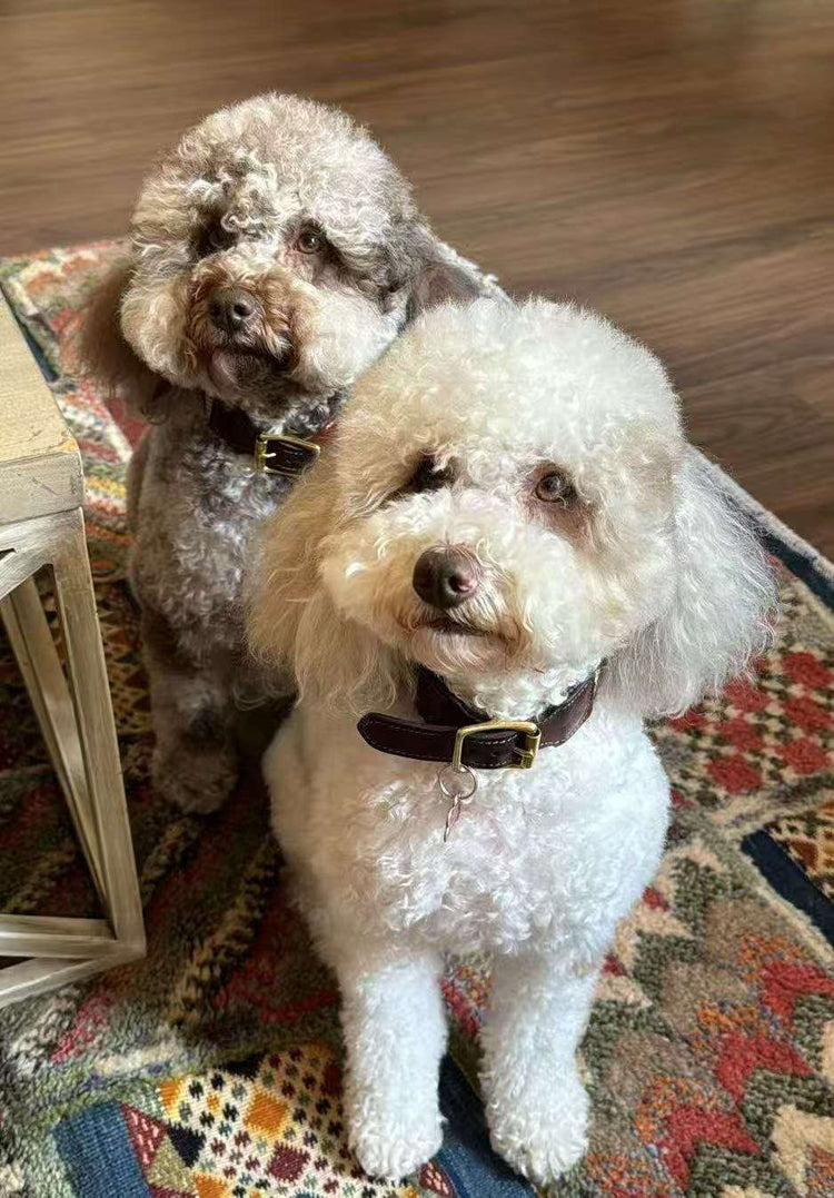 Stella and Harper, two fluffy dogs from the #PetailorCREW, showcasing bespoke personalized pet accessories.