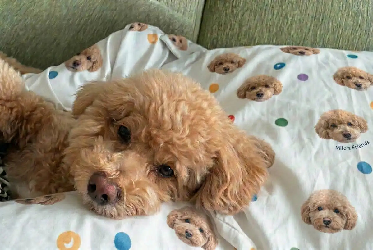 A cute brown Poodle resting on a custom printed pillow featuring a repeating pattern of its own face. Petailor creates personalized pet photo home decor and unique gifts for pet parents to cherish.