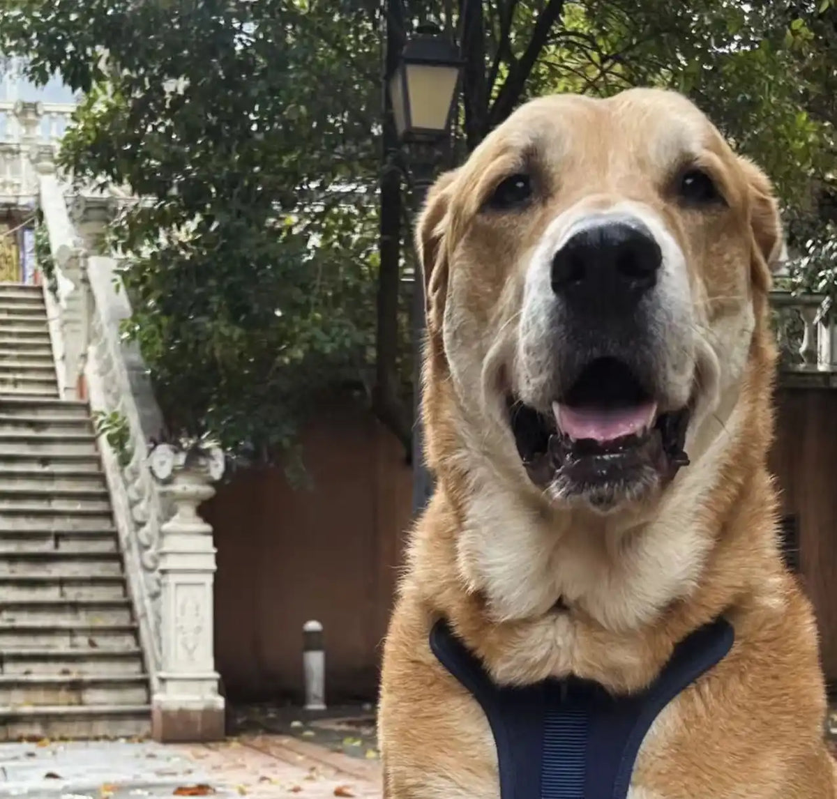 Five-star customer review for Petailor. A happy dog showcasing the bespoke quality of our custom leather engraved pet portrait keychain.