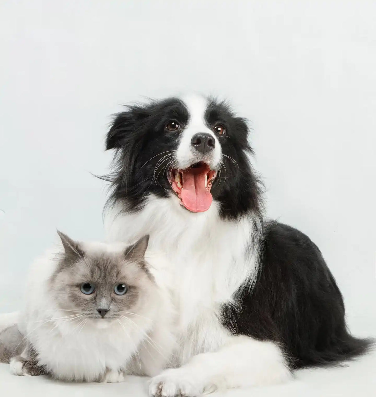 Petailor brand mission: creating unique emotional connections through bespoke custom pet products. Featuring a happy Border Collie and a fluffy cat.